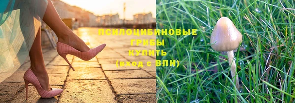 хмурый Аркадак